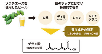 「ソラチエース」 の香り成分