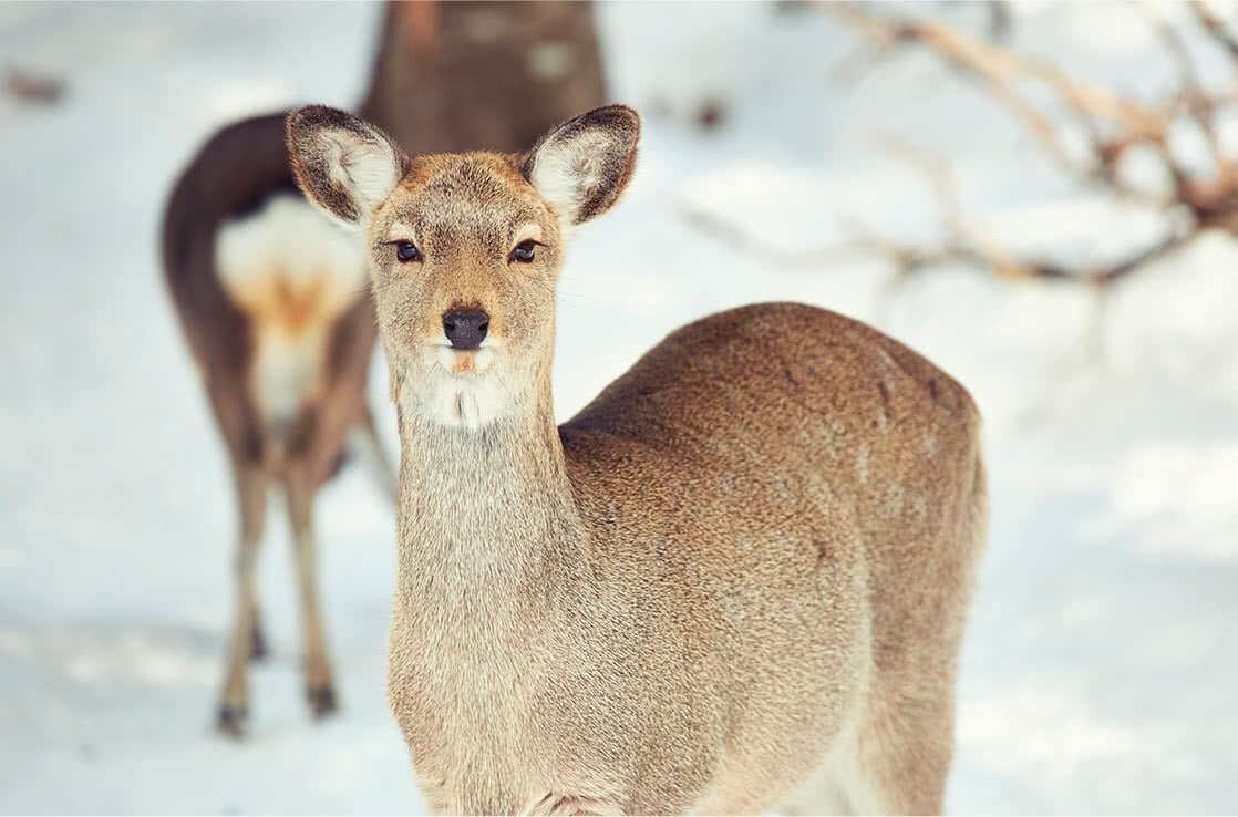 野生動物も歓迎ムード。こんな出会いも知床ならでは