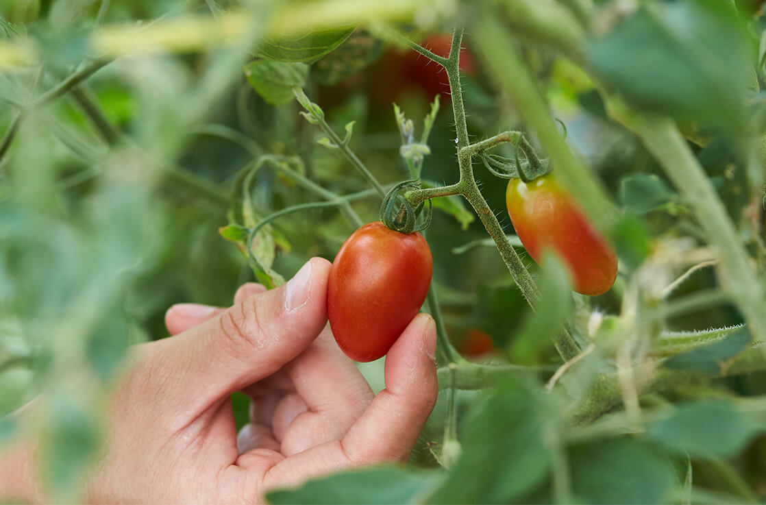 お膝元である高知県の農場にて地元野菜を収穫。