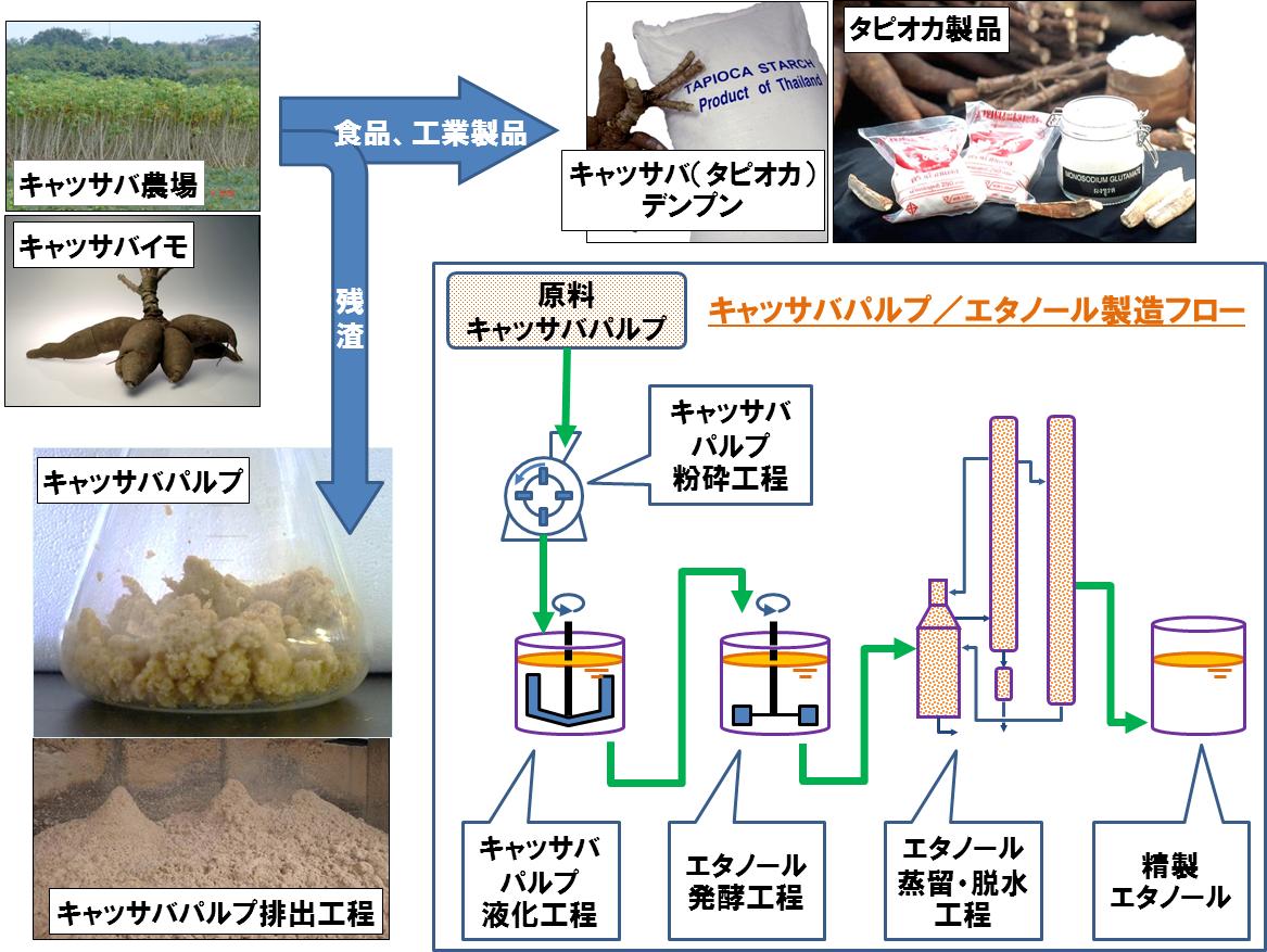 タイ国初タピオカ残渣からバイオエタノール製造技術実証試験に参画 ニュースリリース サッポロビール